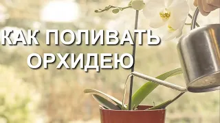 КАК поливать орхидею (инструкция, фото, видео). Орхидея поливать условие