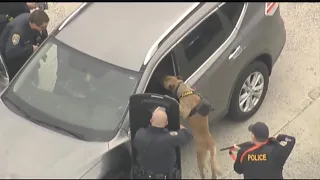 WATCH: Police K-9 Helps Subdue Grand Theft Auto Suspect [Sheesh]