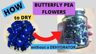 HOW TO DRY BUTTERFLY PEA FLOWERS WITHOUT USING A DEHYDRATOR | DRYING BUTTERFLY PEA FLOWER |