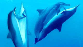 Dolphins Mating