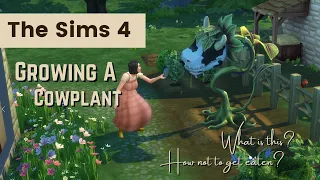 Growing a Cowplant, Sims 4