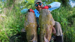 Catching GIANT Catfish in a TINY Stream | Bank Pole Fishing from the BANK