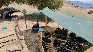 Nomadic life in Iran: making a beautiful place for sheep