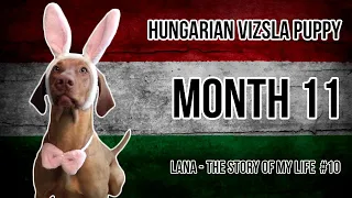 Hungarian Vizsla Puppy #10 (Month 11)