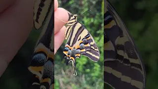 WOW! Three-Tailed Tiger Swallowtail / Papilio pilumnus