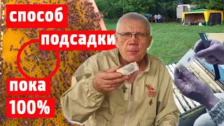 Подсадка матки Пока 100% Наглядно от а до я