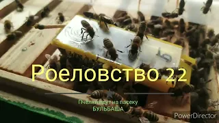 Пчёлки едут на пасеку БУЛЬБАША. Роеловство*22