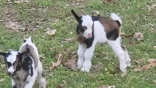Nigerian Dwarf Baby goats playing in the pasture.