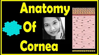 Cornea - Anatomy (Complete Lecture)|Layers,Hydration,Transparency,Blood & Nerve supply|Ophthalmology