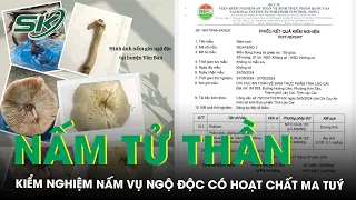 Vụ 3 Người Ngộ Độc Sau Khi Ăn Nấm, Loài Nấm Làm Có Chứa Hoạt Chất Dạng Ma Túy Gây Ảo Giác