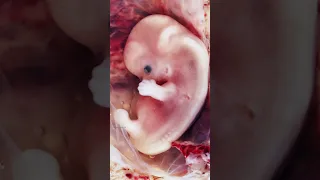 Embryologie im Koran - Wie entwickelt sich ein Embryo?