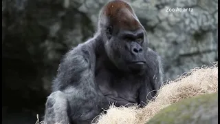 Cамый старый в мире самец гориллы скончался в зоопарке Атланты в возрасте 61 года