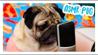 Pug Sounds ASMR