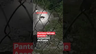 Habitantes de la Sierra Norte de Puebla temen ser atacados por pantera salvaje - N+ #Shorts