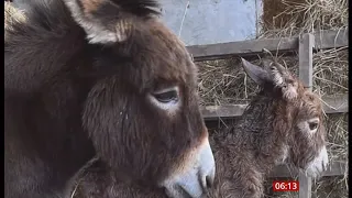 Baby donkey (Moon) rescued and reunited with its mother (UK) (2)