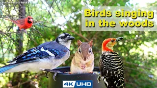 ASMR 8 HOURS of Birds Singing, No loop, 4K Bird Video, Digital Stress Relief Therapy, Cat TV, AW 049