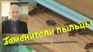 Профессор Кашковский про заменители пыльцы