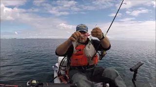 Schollen und fette Makrele vom Kajak, Ostsee 05.08.2023.