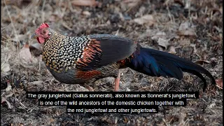 grey jungle fowl rooster crowing sound, healing music with water sound