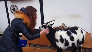 Ласковая и общительная коза