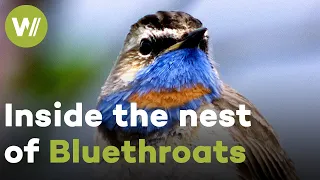 Lovely voices of Bluethroats and how they take care of their young