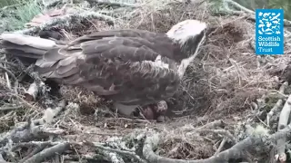 Second Osprey egg at Loch of the Lowes