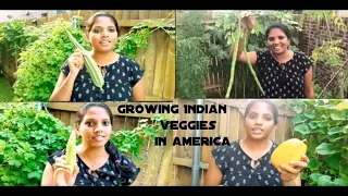 Dallas | Texas | my kitchen garden vegetables | Today harvesting