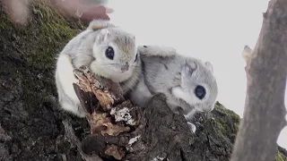 エゾモモンガがわさわさしてるけどカップルもいます