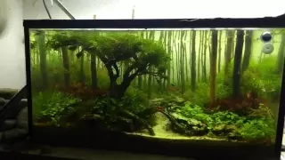 Aquascaping forest