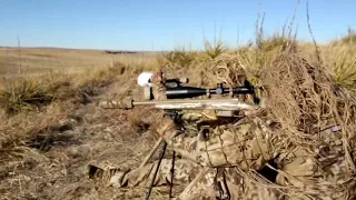 Охота на Волков (Койотов) в США, O’Neill Ops Wolf Hunting, Coyote Hunting