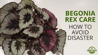 Begonia Rex Care (Don't Make These Mistakes!)