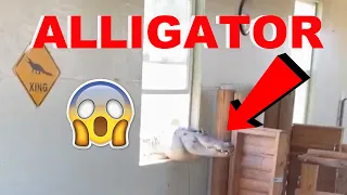 Alligator BREAKS Through Window: What Went Wrong???