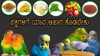 ಪಕ್ಷಿಗಳಿಗೆ ಯಾವ ಯಾವ ಆಹಾರ ಕೊಡಬೇಕು | Lovebirds,budgies food list in Kannada