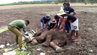 Injured baby elephant rescued by wildlife officers | Amazing Moments Of Elephant treatment |Animaux
