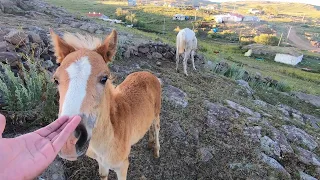 🇹🇷 Village life in Turkey, horses and cows in stunning landscape on Northeastern town of Kıraç