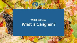 WSET Bitesize - What is Carignan?
