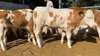 SIMMENTAL BUQALAR ZO’RLARI SOTILADI. Shoshiling bunaqasi kam . Dastafka bor