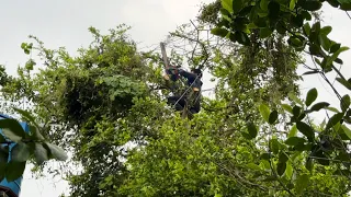 Transform overgrown garden - Cut down dangerous trees behind the house