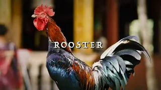 JJ Grey & Mofro - Rooster (Official Lyric Video)