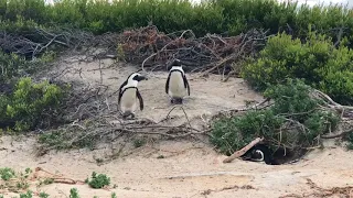 African Penguin couple in discussion on Boulders Beach