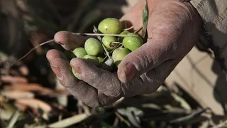 قصة الزيتون - المغرب