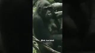 8 Yaşındaki Çocuk, 7 Gorilin Yanına Düştü!