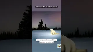 Polar Bear 2026