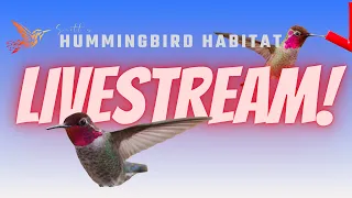 Scott's Hummingbird Feeder Live Feed