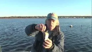 Mattapoisett Live-Bait Bluefish 2011