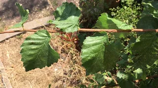 Field elm (Ulmus minor) - leaves & branch - July 2018