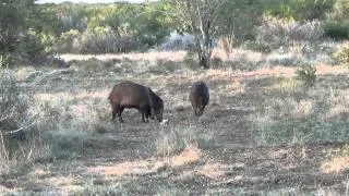 South Texas Javelina Bow Hunting