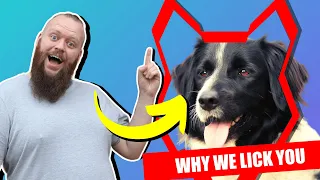 Why BORDER COLLIE'S LICK You