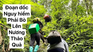 Bếp Trên Bản |Ái Mí lên rừng đi thu hoạch thảo quả giúp Bố Mẹ