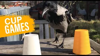Wild Crow Playing Cup Games
